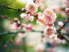 精选描写春天的句子