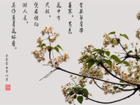花的诗句