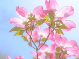 花开的句子唯美