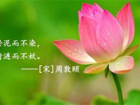 关于莲的诗句