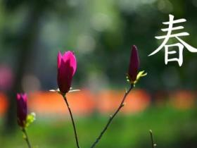 春天的文案