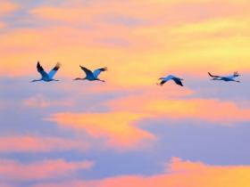 莫道桑榆晚为霞尚满天什么意思