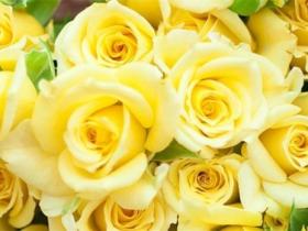 黄玫瑰的花语是什么意思