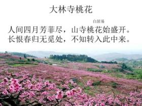 大林寺桃花古诗的意思