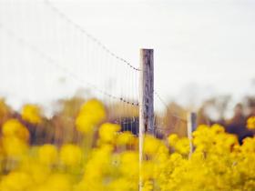 干净治愈的佛系短句精选