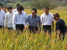 袁隆平的语录精选